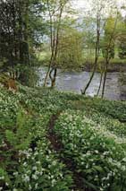 The path among wild garlic